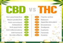 Understanding the Symbiosis of CBD and THC CBD and THC