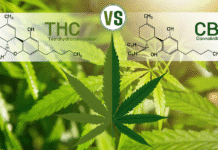 CBD vs. THC: Understanding the Key Differences CBD